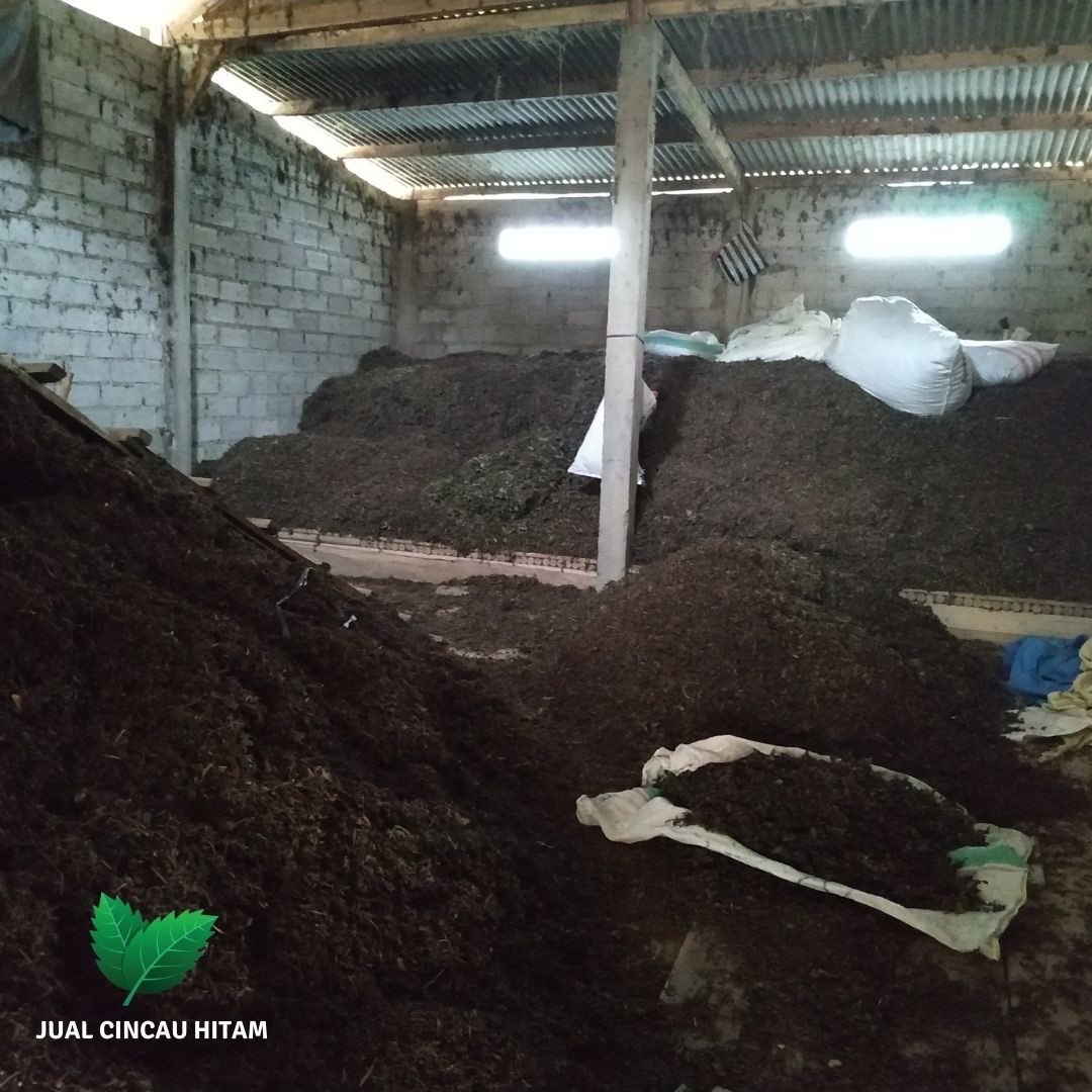 Supplier Cincau Hitam Di Langsa Dari Petani Di Pegunungan Pacitan
