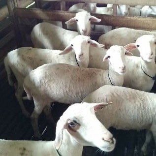 Jual Domba  jenis crosing Berat Bibit 15- 20kg Siap panen 20- 30 keatas Jantan p