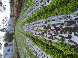 Bawang Daun Segar