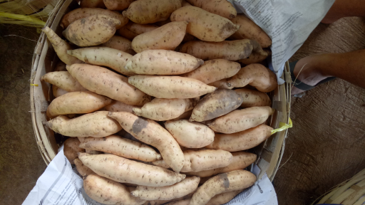 ubi Cilembu madu