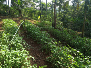 Kangkung