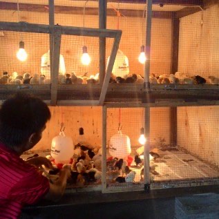 JUAL DOD BEBEK DAN DOC AYAM Kualitas Terbaik