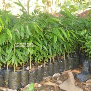 Bibit Gaharu Malacensis dan Grynops Super Berkualitas Mapan