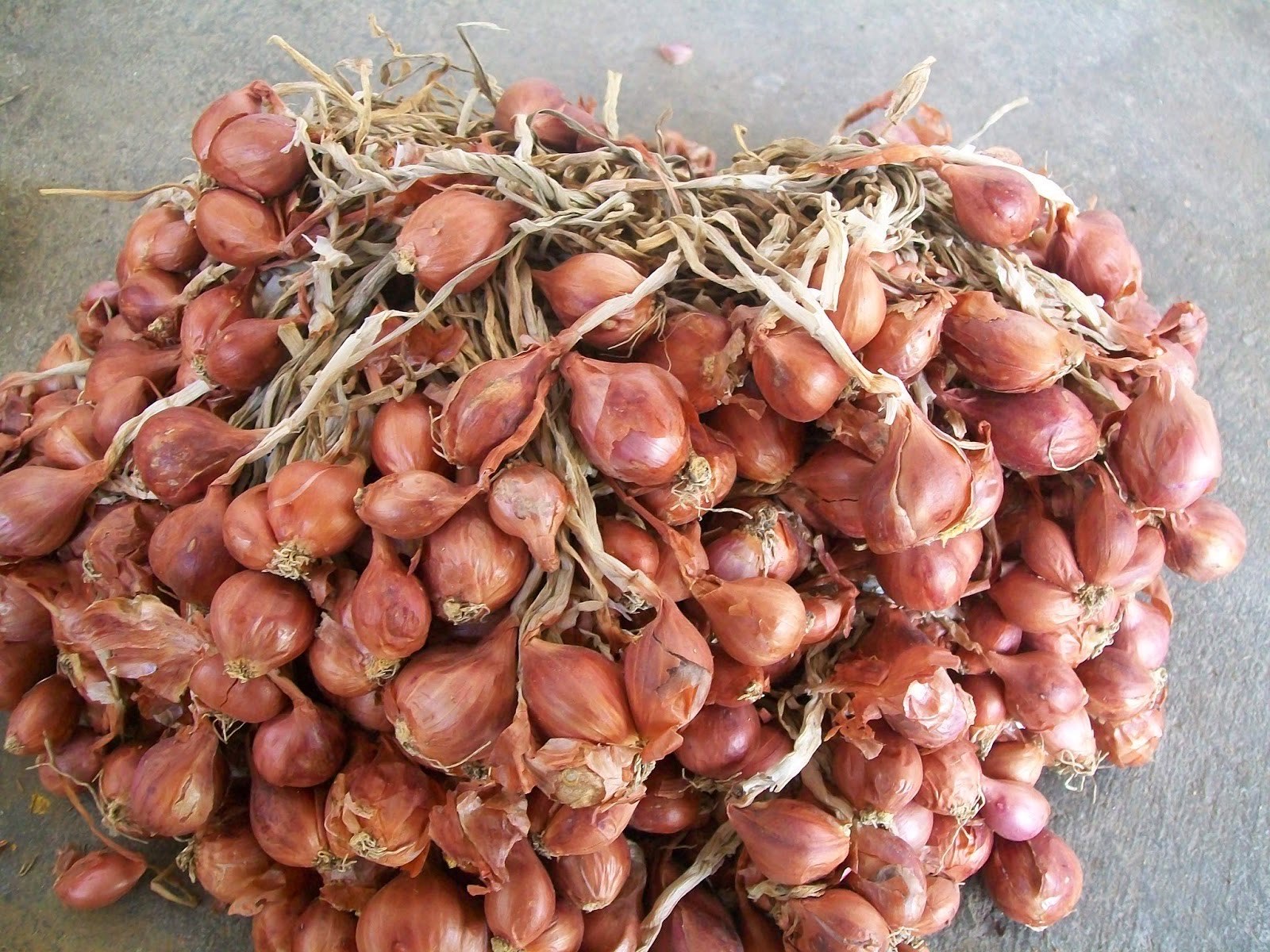bibit bawang merah brebes, murah dan berkualitas