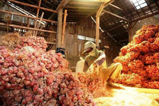 Jual Bawang Merah dan bibit an