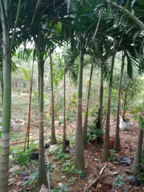 jual pohon palem putri 