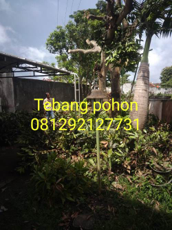 jasa tebang pohon 