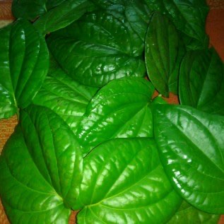 Jual daun sirih hijau segar