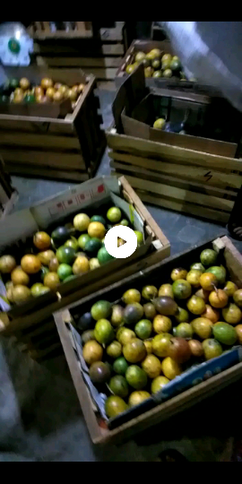 jual alpokat dan markisa