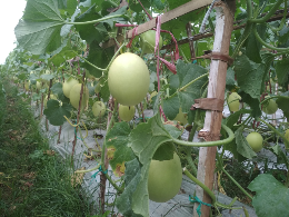 golden melon Alisha