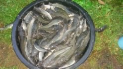 Jual Ikan Lele Segar