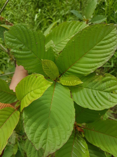 DAUN KRATOM