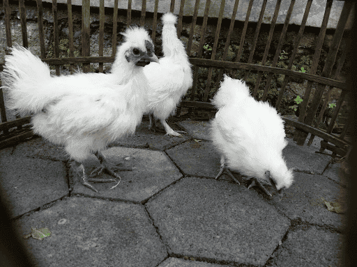 Dijual Ayam Kapas Usia Anakan sampai Indukan