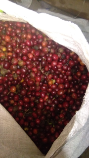 Kopi Petik Merah Lereng Raung (Robusta)
