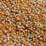 Beli jagung pipil kering