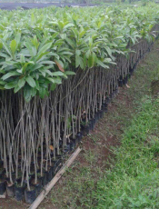jual pohon Bintaro 