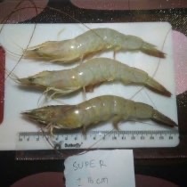 Udang Peci