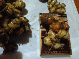 kencur