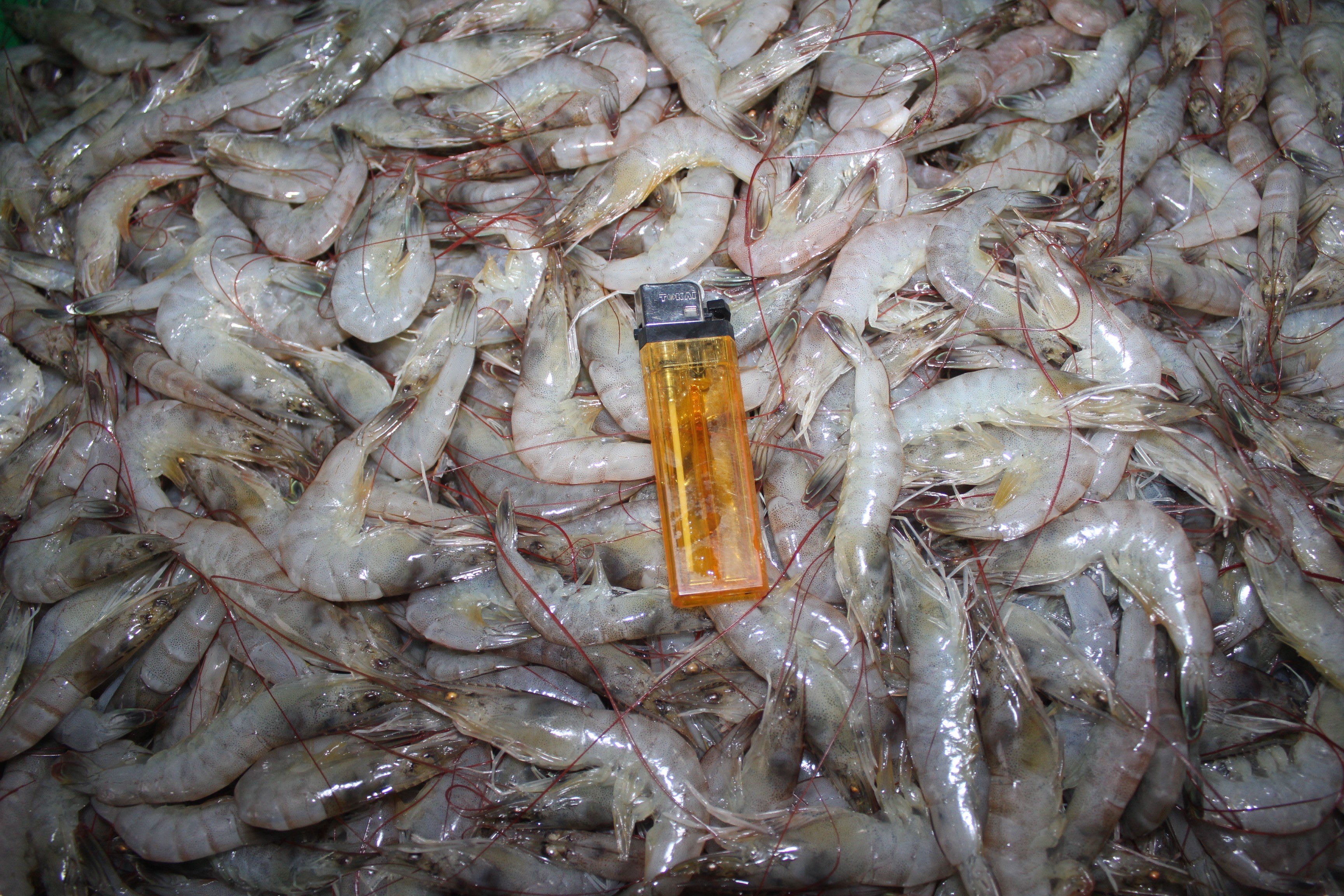 Udang Vanamei Fresh