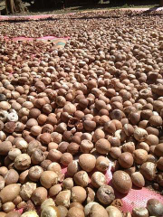 Pinang Bulat Kualitas Terjamin.