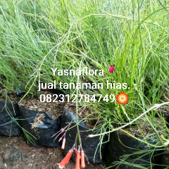 jual tanaman kembang petasan 