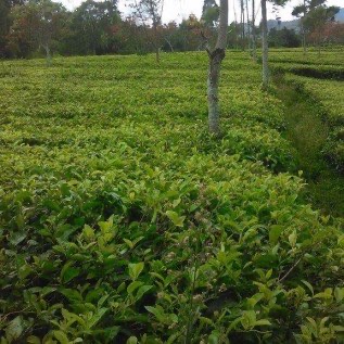 Tanah Darat Perkebunan