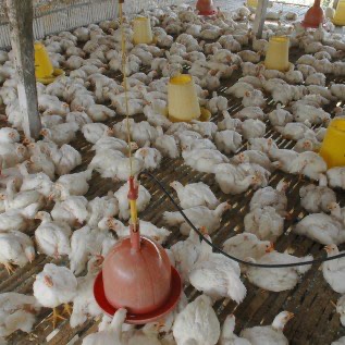 Jual Doc Ayam Broiler