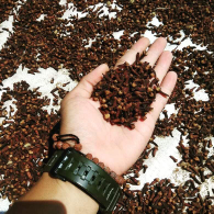 cengkeh kering berkualitas