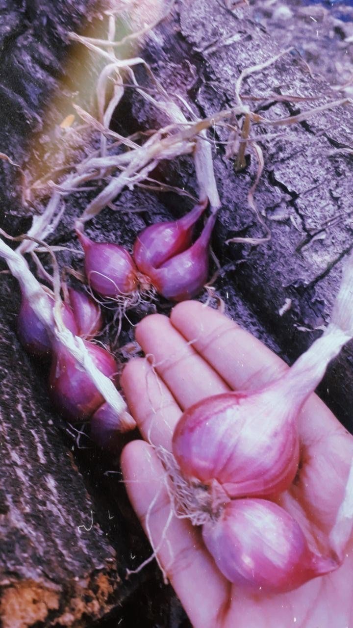 Bawang Merah Murah