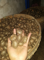 katak porang