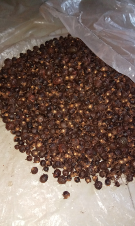 buah jernang