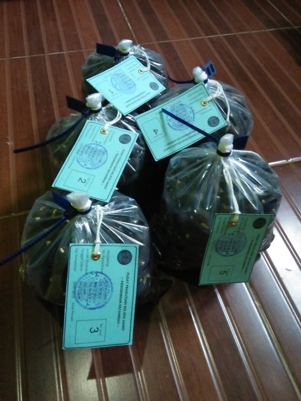 KECAMBAH SAWIT UNGGUL