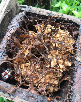Madu Murni Trigona Sulawesi