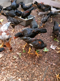 Jual Ayam Kampung