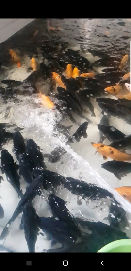 PELUANG JADI PENJUAl IKAN SISTEM KONTRA BON
