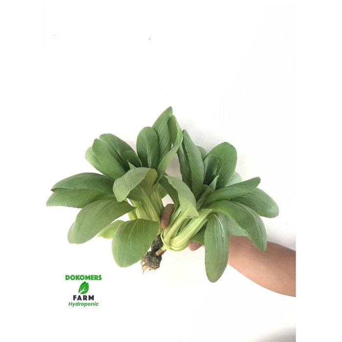 Sayur Sawi Pak Coy Hidroponik Dokomers Farm 250 gr