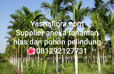 jual pohon pinang sirih 
