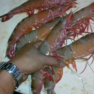 Jual udang tiger dan frozen