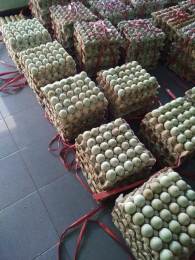TELUR BEBEK MENTAH (SEGAR)