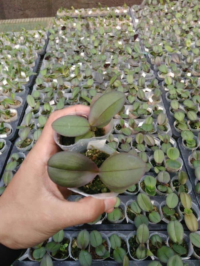 Benih Anggrek Umur 4-5 Bulan Anggrek Bulan Cattleya Vanda Deandrum