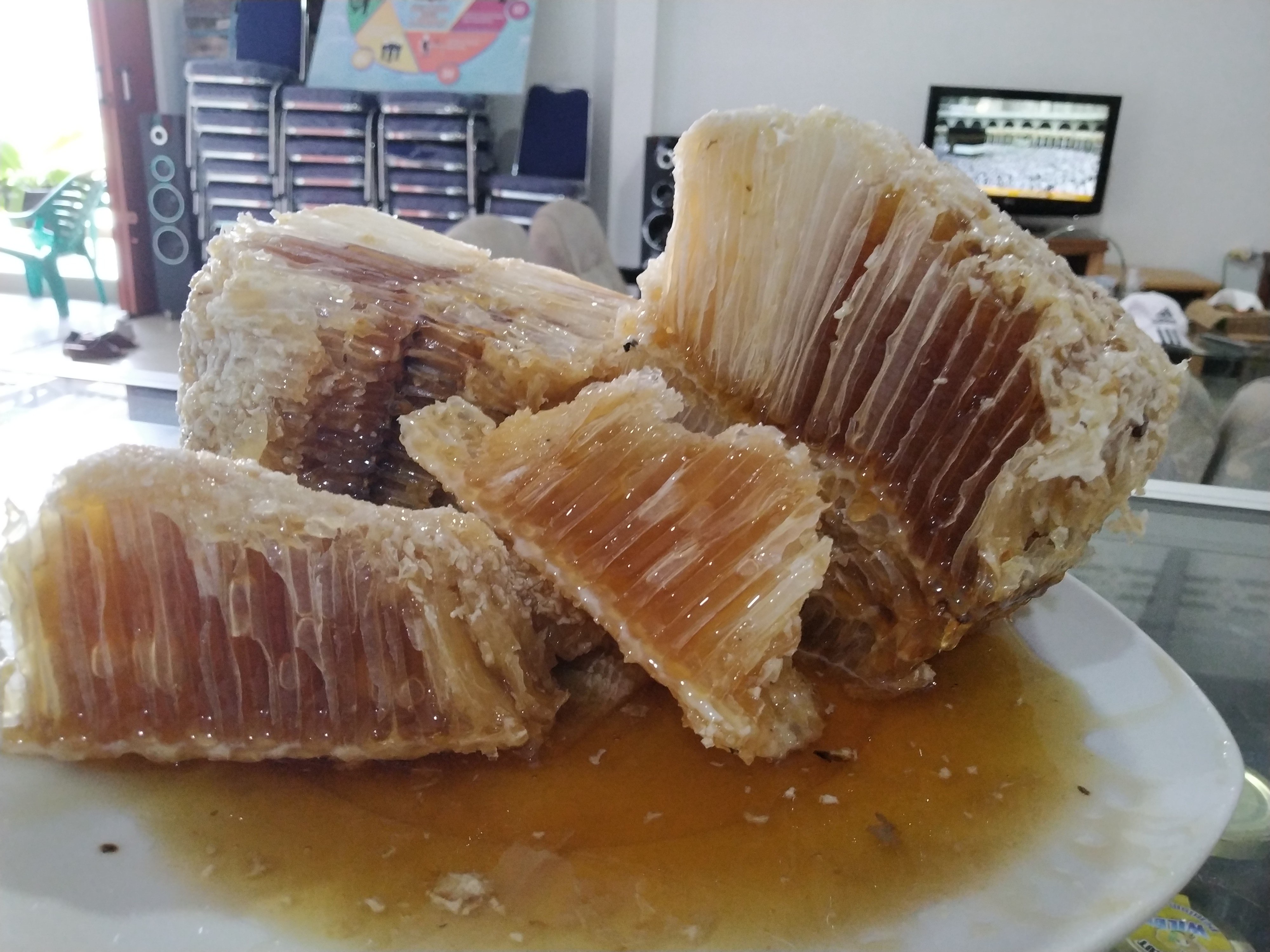 madu lebah liar Apis DOrsata Riau