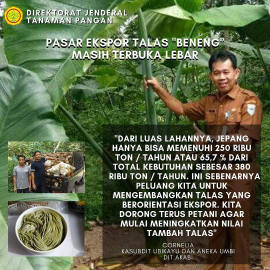 Usaha Budidaya Talas Beneng Hasilkan Puluhan Juta Per Bulan