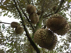 durian montong