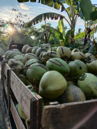 kelapa muda