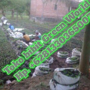 Jual bibit Trembesi,dll