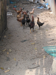 Ayam kampung asli