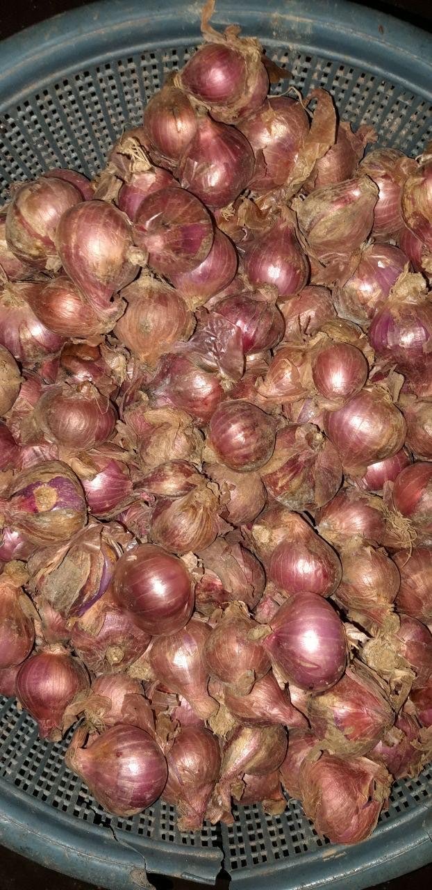 BAWANG MERAH