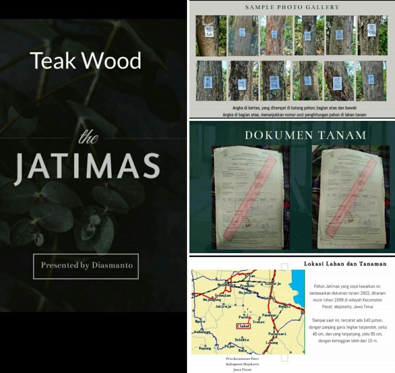 Pohon Jati Emas (Teakwood)