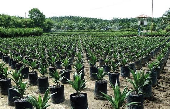 JUAL BIBIT KELAPA SAWIT 