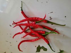 cabe kriting dan sayuran lain nya
